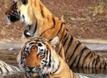 Kanha Tour From Nagpur