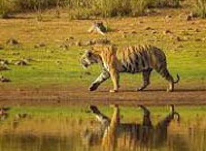 Tadoba Tour From Nagpur