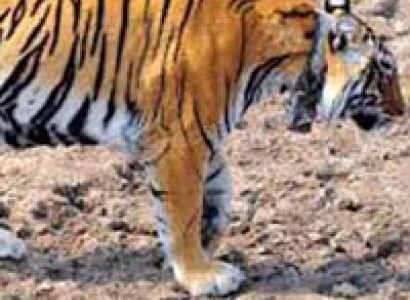 Short Escape To Sariska Package