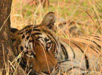 Short Escape to Ranthambore Package