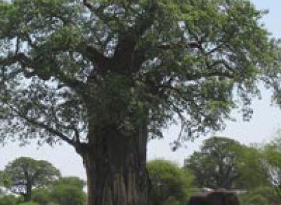 Big Five And Migration Safaris Tour