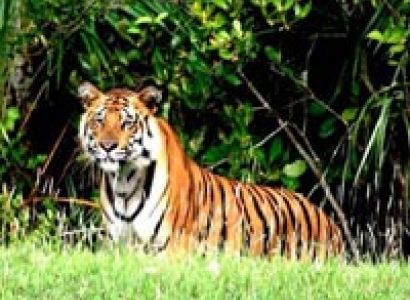 man v/s wild at Sundarbans Tour