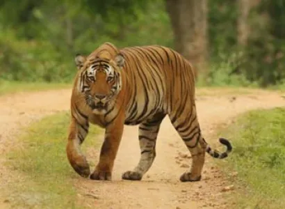 Short Escape to Kabini Tour