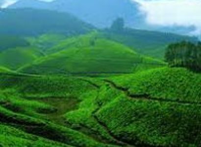 Munnar - Thekkady - Alleppey - Kovalam - Trivandrum Tour