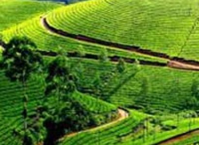 2 D / 1 N Tour to Munnar ( Hill Station) From Thrissur / Kochi