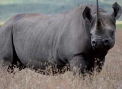 Tanzania Safari And Calture 9Days Tour