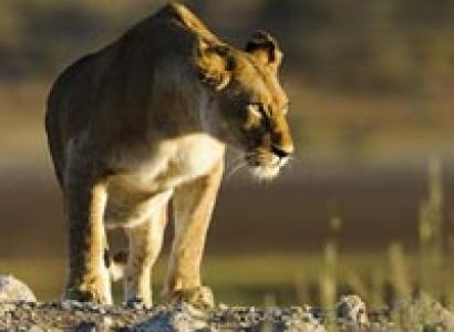 Wildlife And Holistic Therapies Tour