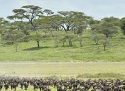 Africa magical safaris Tour