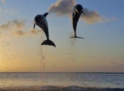 Sunset Dolphin Cruise Maldives Tour