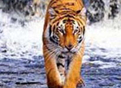 Sundarbans Short Tour