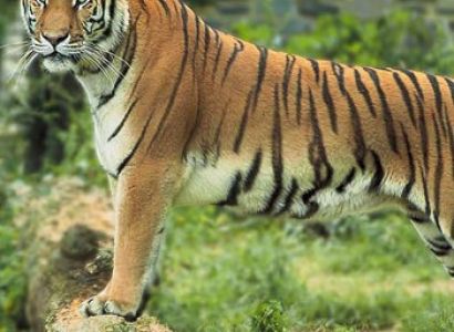 Temples and Tiger Tours