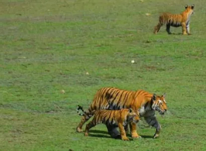 Tadoba Nagzira and Pench National Park Tour