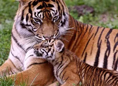 Jim Corbett with Nainital Tour