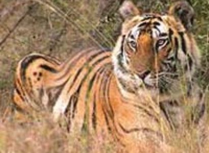 Short Escape to Bandhavgarh Tour