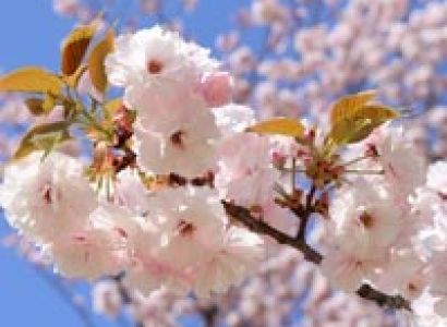 Cherry Blossom Japan 2017 (With Flight) - 9Days Tour