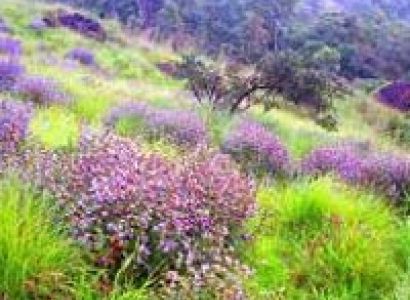 kerala 4 Nights - 5 Days Tour