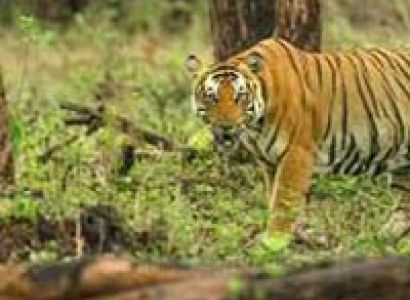 The Golden Chariot Pride Of The South Tour