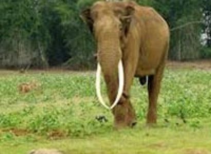 Short Escape to Kabini Tour