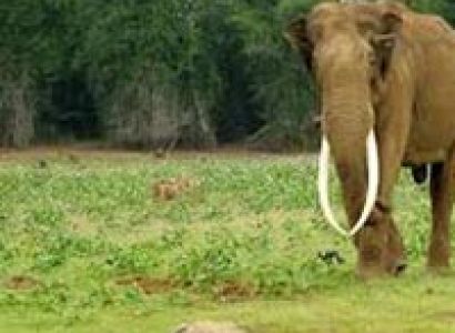 Coorg Tour with Kabini Tour