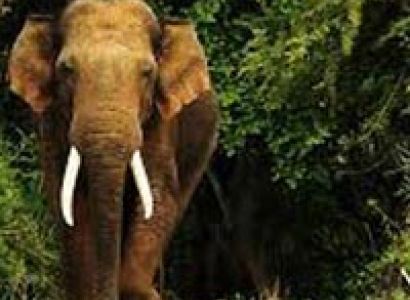 Short Tour to Kabini