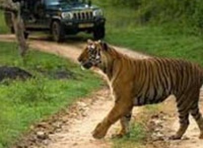 Short Escape to Bandipur National Park Tour
