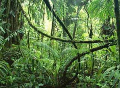 Kaziranga with Meghalaya Tour