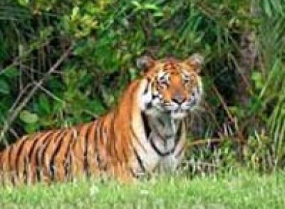 Short Escape to Sundarbans Tour