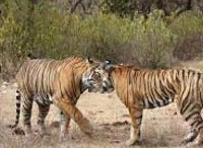 Delhi - Sariska Wildlife Tour