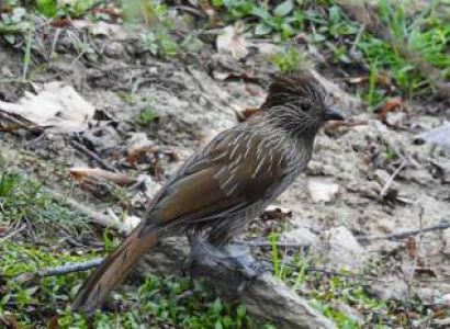 Sundarban Birding Tour : 2 Nights/ 3 Days