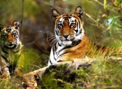 Corbett National Park Tour