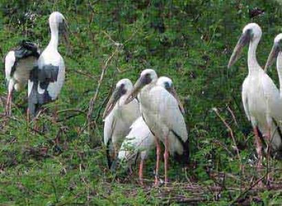 Golden Triangle with Birds Tour