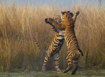 Golden Triangle with Tiger Tour