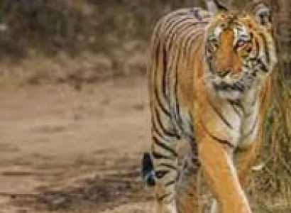 Tiger'S Foot Prints Tour