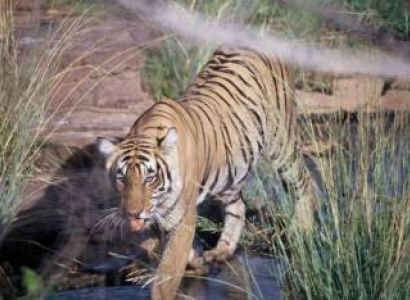 Raja Ji National Prak Tour