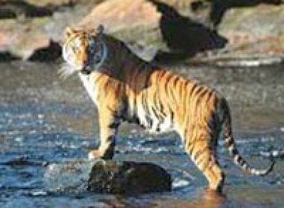 Short Escape to Sundarbans Tour