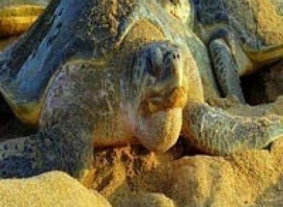 Odisha wildlife Tour