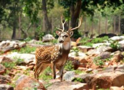 Luxury Wildlife Tours India
