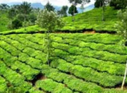 Bangalore-Mysore-Ooty 4N5D Tour