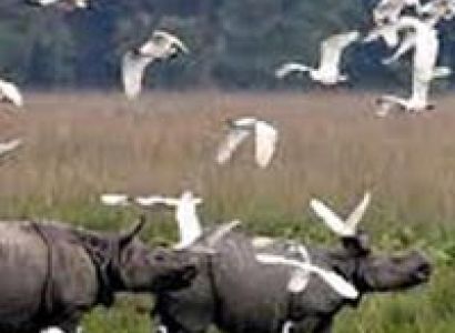 Assam with Kaziranga Tour