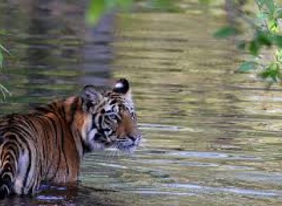 Tiger Trail & the Rat Temple - Rajasthan Tour