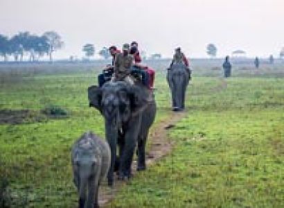 Wildlife tour in Assam