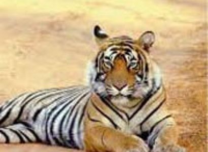 13 Day North India Rajasthan + Tigers Tour