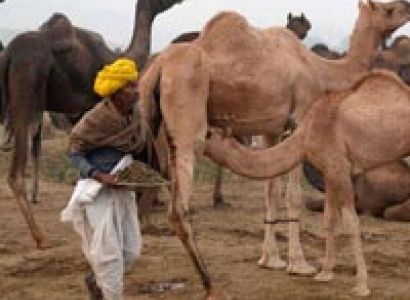Explore Rajasthan Tour