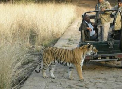 Temples , Tigers and Tribes  Tour Image