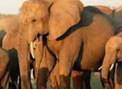 Cape of God Hope Tour - Africa Package