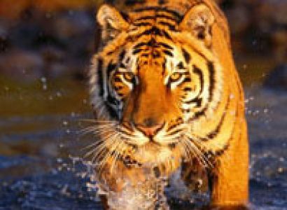 Package Tour Operator For Sunderban