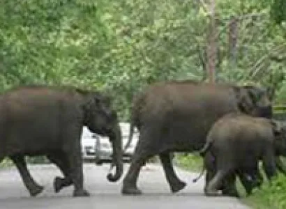 3 Days Wayanad Tour with Vythiri Tree house