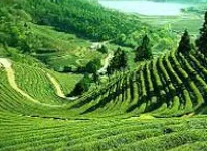 Gangtok/Darjeeling(6Nights/7Days Package)