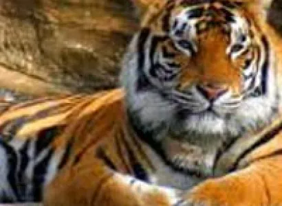 Nainital | 2 Nights Corbett Tour