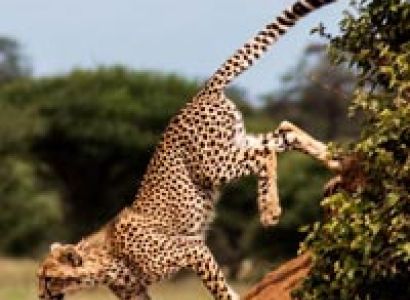 5 Day Tanzania Adventure Tented Camps Safari Tour